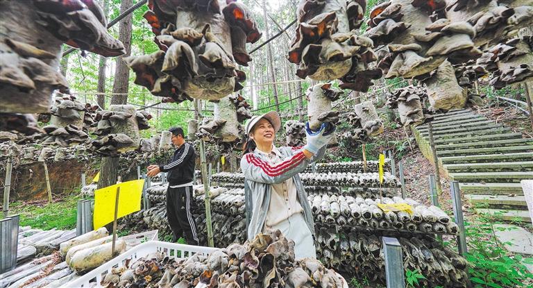 发展产业调研】林下生金mg不朽情缘【高质量(图2)